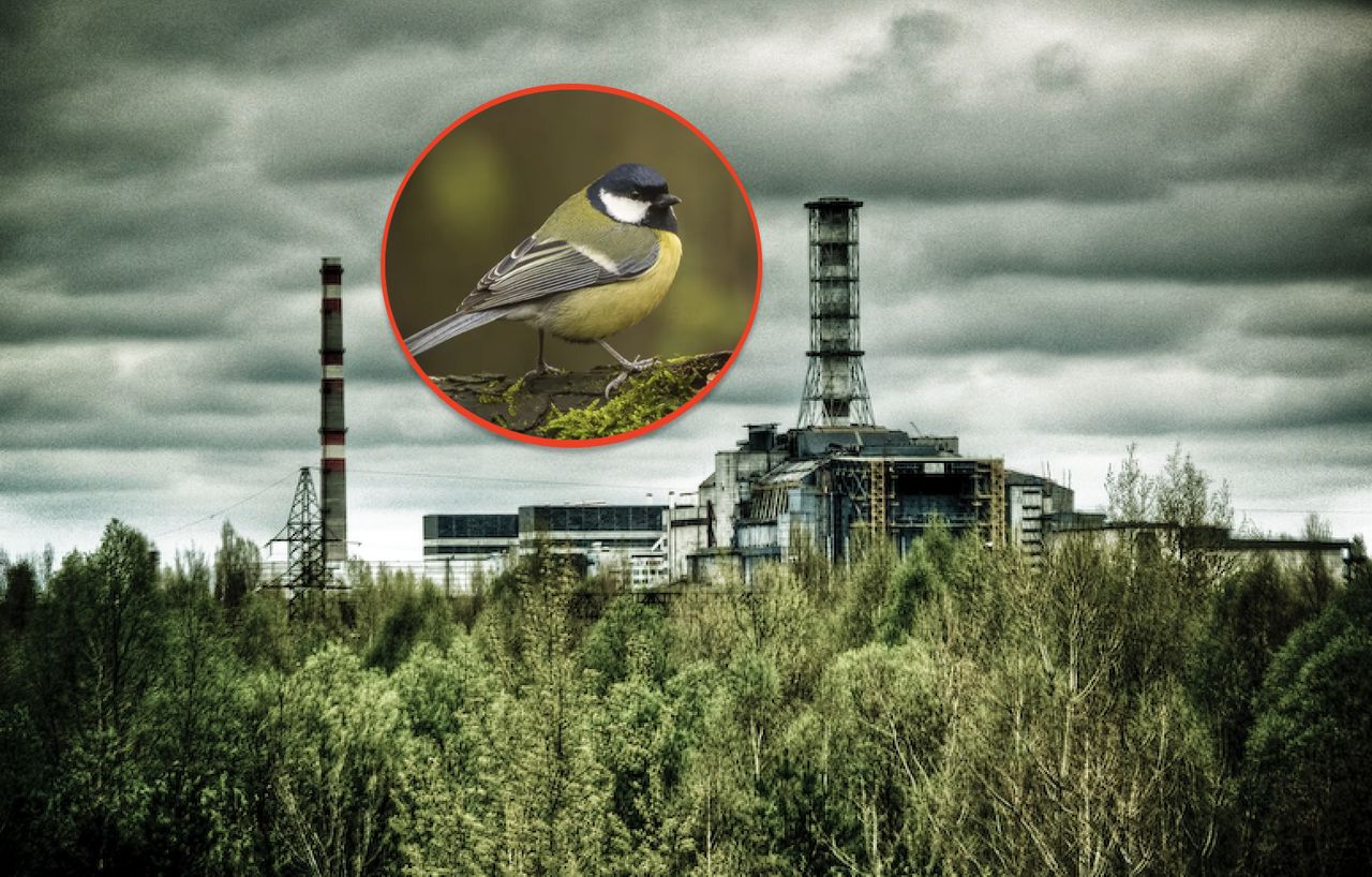 Chornobyl's songbirds: Adapting to life in a nuclear zone