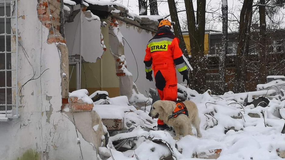 Wrocław. Trening psów ratowniczych na Biskupinie. Przeszukiwały gruzowiska