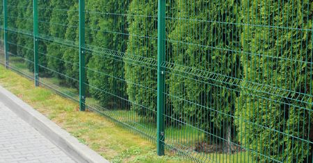 Sadzisz tuje przy płocie sąsiada? Polskie przepisy mówią jasno
