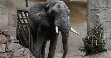 Słoń Leon ze stołecznego zoo świętuje 24. urodziny