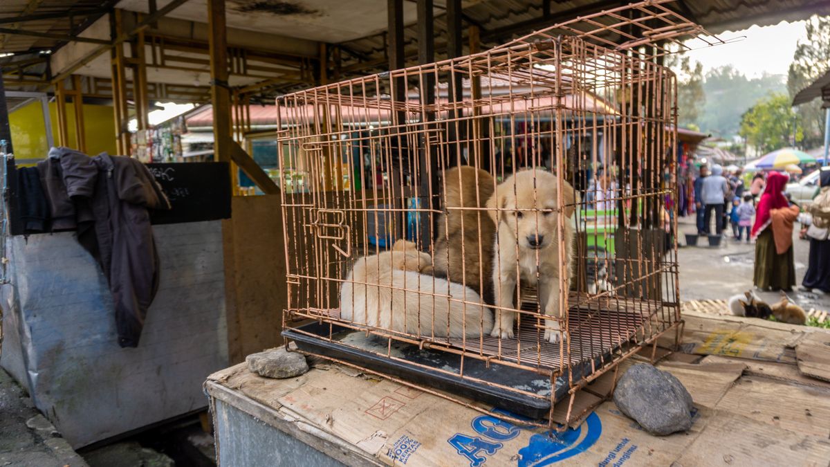 Zmiany w stolicy Indonezji. Zakaz handlu psim mięsem