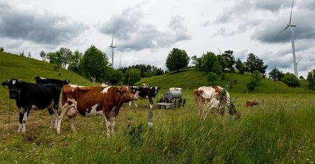 Kradzieże bydła na Podlasiu. Jest akt oskarżenia dla pięciu osób
