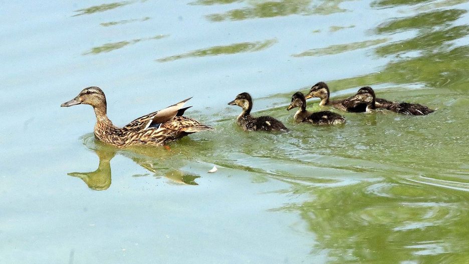 Kaczka z kaczuszkami zostały przetransportowane do wody po tym, jak przechadzały się w rejonie parkingu.