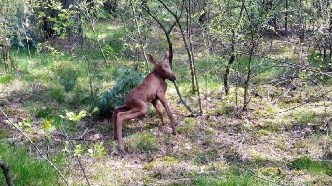 Leśnicy pokazali zdjęcie łoszaka 