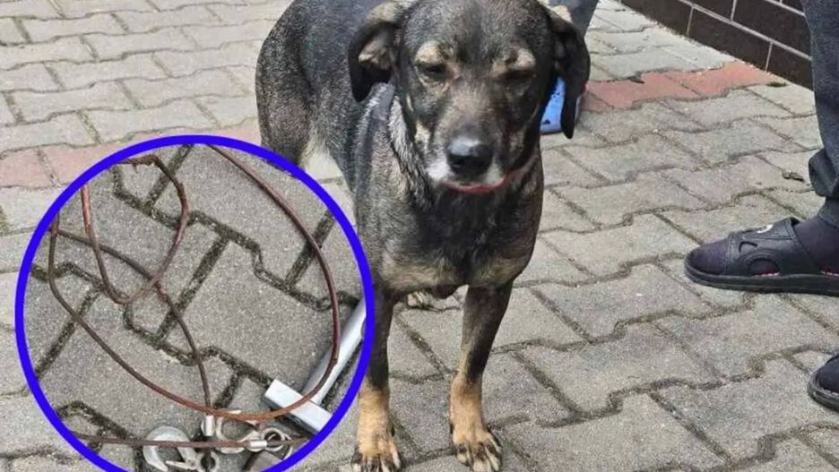 Mężczyzna przywiązał psa do koła samochodu stalową linką