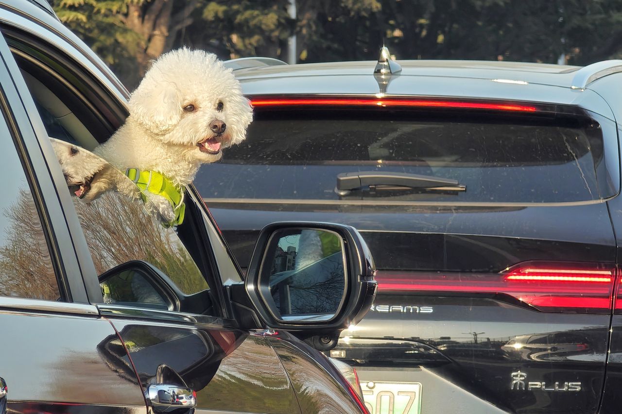 YANTAI, CHINA - APRIL 11, 2024 - A pet dog looks out of a car window in Yantai, Shandong province, April 11, 2024. (Photo credit should read CFOTO/Future Publishing via Getty Images)