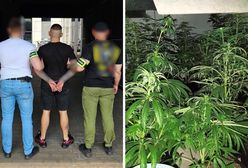 Policja przejmuje 40 kg narkotyków. Część była schowana w gitarze