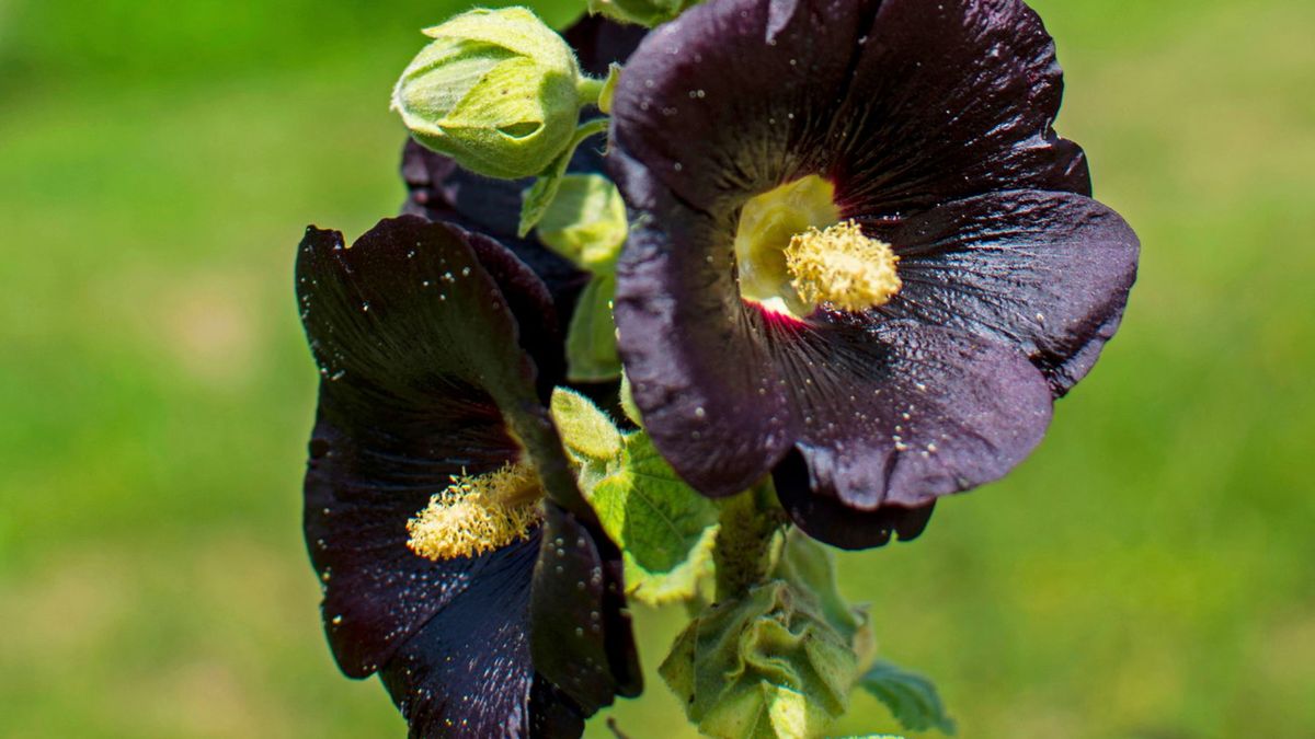 Malwa czarna to okazały kwiat ozdobny, który zwraca uwagą swą niezwykłą barwą, ale i wyjątkowymi właściwościami prozdrowotnymi.