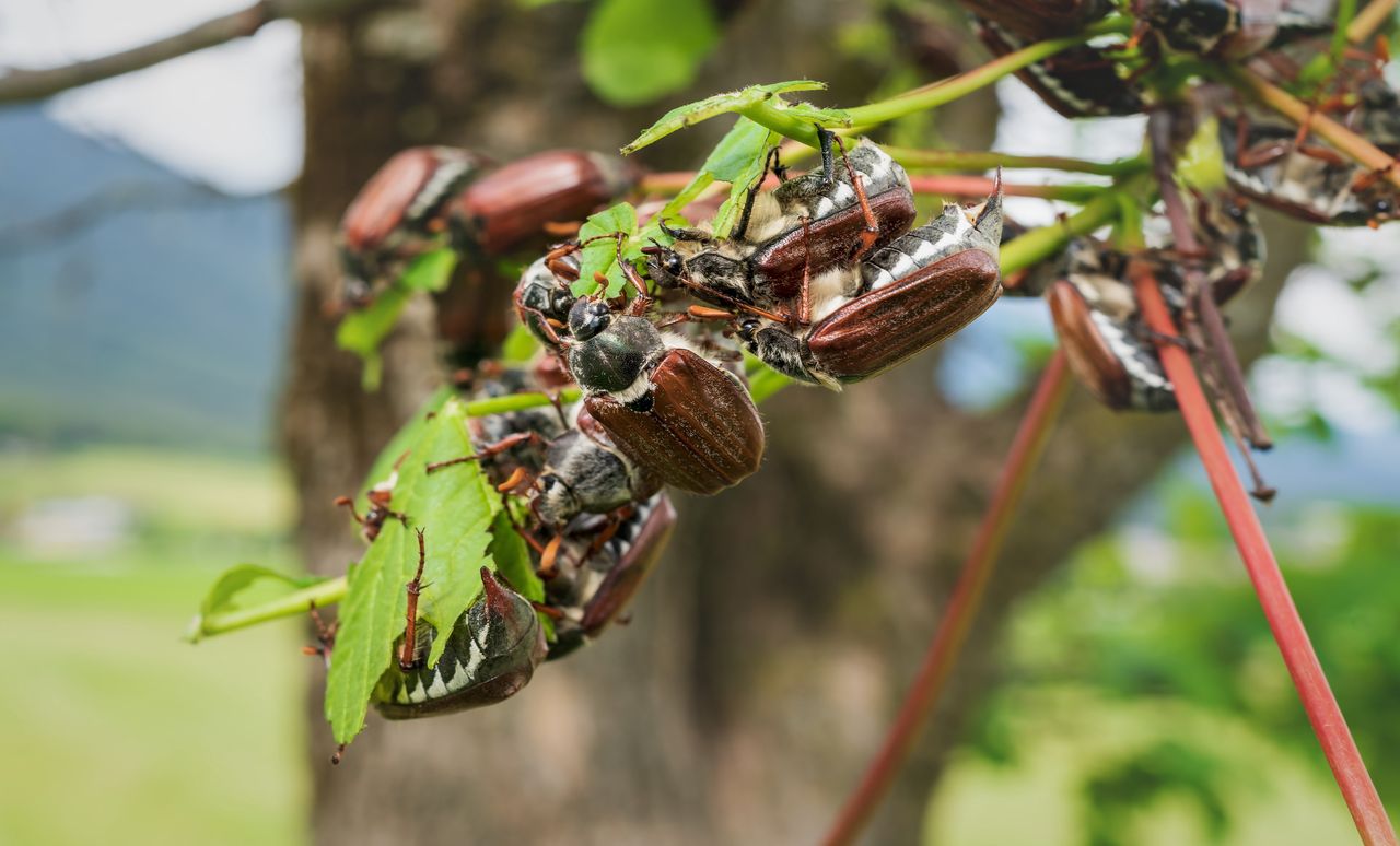 Zakaz wstępu do lasów. Plaga groźnych owadów