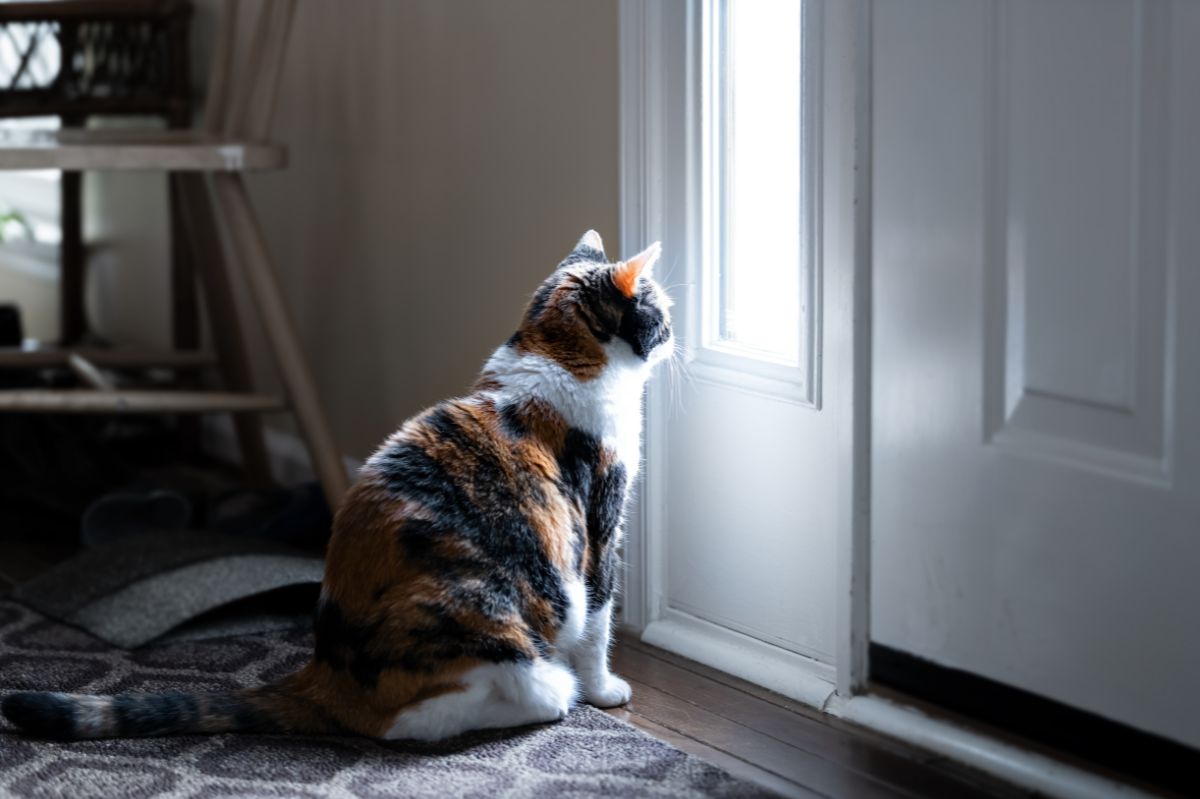 Jak długo kot może zostać sam w domu?
