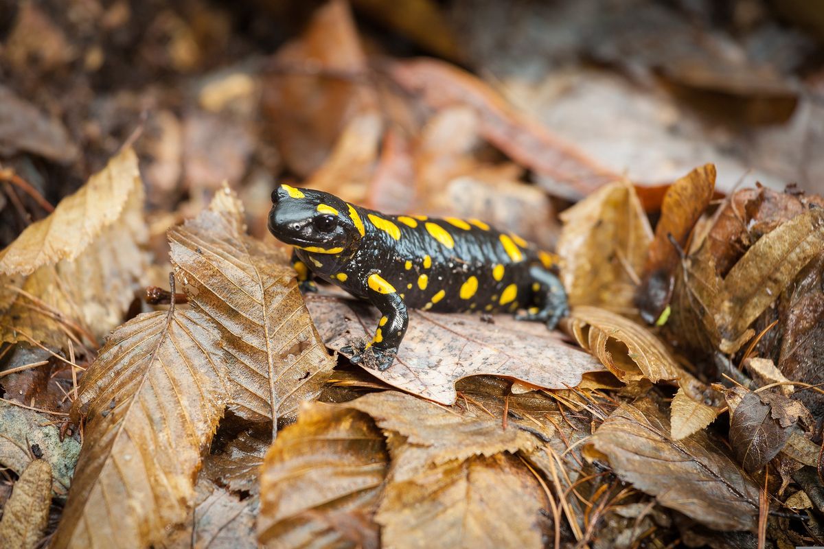 Salamandra Plamista. Płaz coraz częściej pojawia się w Polskich lasach