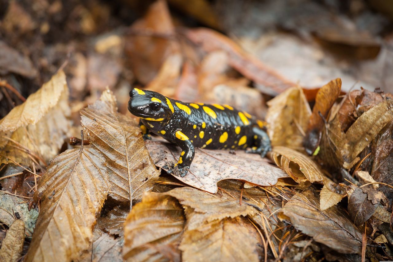 Salamandra Plamista. Płaz coraz częściej pojawia się w Polskich lasach