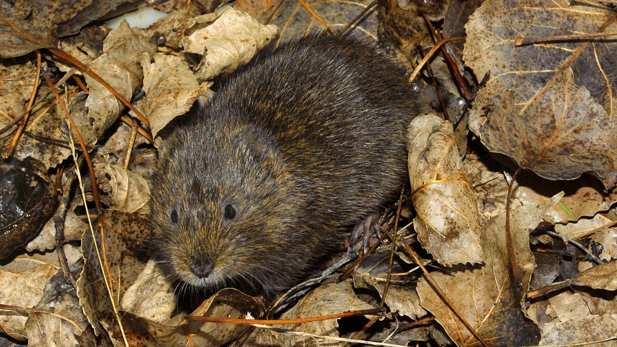 Karczowniki potrafią wyrządzić niemałe szkody w ogrodzie