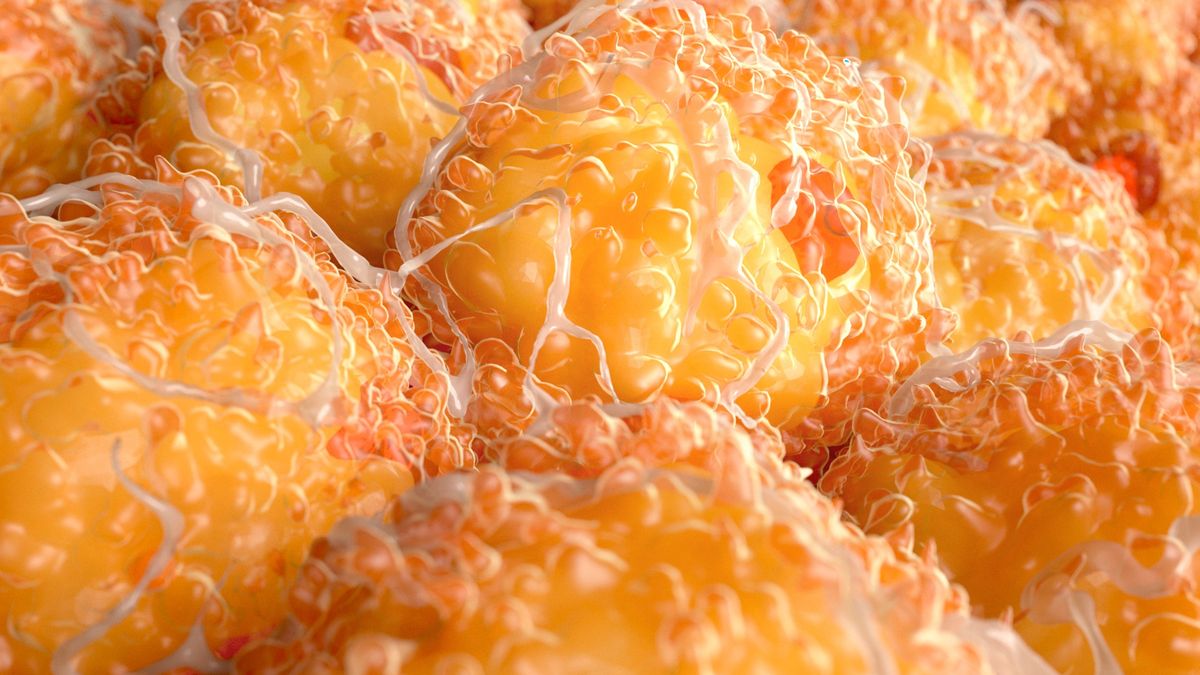 Tkanka tłuszczowa może gromadzić się w płucach