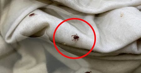 Wylęgarnia kleszczy w domu. Tam najczęściej znajdziesz jaja