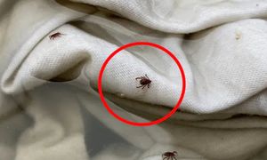 Wylęgarnia kleszczy w domu. Jak je rozpoznać i chronić mieszkanie