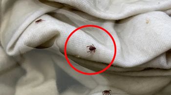 Wylęgarnia kleszczy w domu. Jak je rozpoznać i chronić mieszkanie