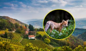 Historia jak z "Małego Księcia". Mieszkańcy miasta zaprzyjaźnili się z lisicą