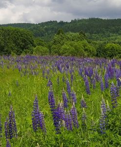 Karkonosze. Wzmożone kontrole w górskich kurortach. Nieprzestrzeganie przepisów może drogo kosztować