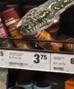 Australia. Szok w supermarkecie. Między przyprawami czekała ją niespodzianka