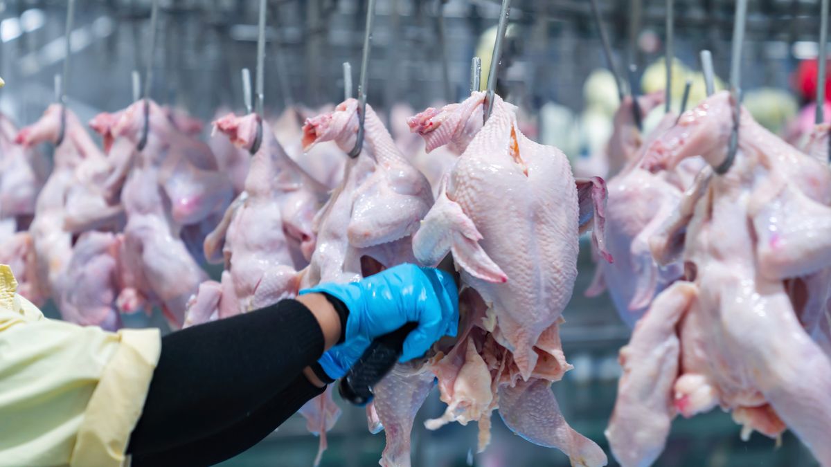 Process details for slaughtering chicken parts in industrial plants.
parts, worker, manufacturing, factory, happy, industrial, process, technology, animal, beauty, chicken, design, nature, rail, agriculture, background, beautiful, food, chicken parts, industrial factory, slaughtered, slaughtering, people, retail, business, industry, interior, modern, production, center, digital, equipment, market, shop, store, building, city, cuisine, editorial, butchers shop, chicken fillet raw, edible portion, factory building, industrial design, poultry processing, slaughterhouse