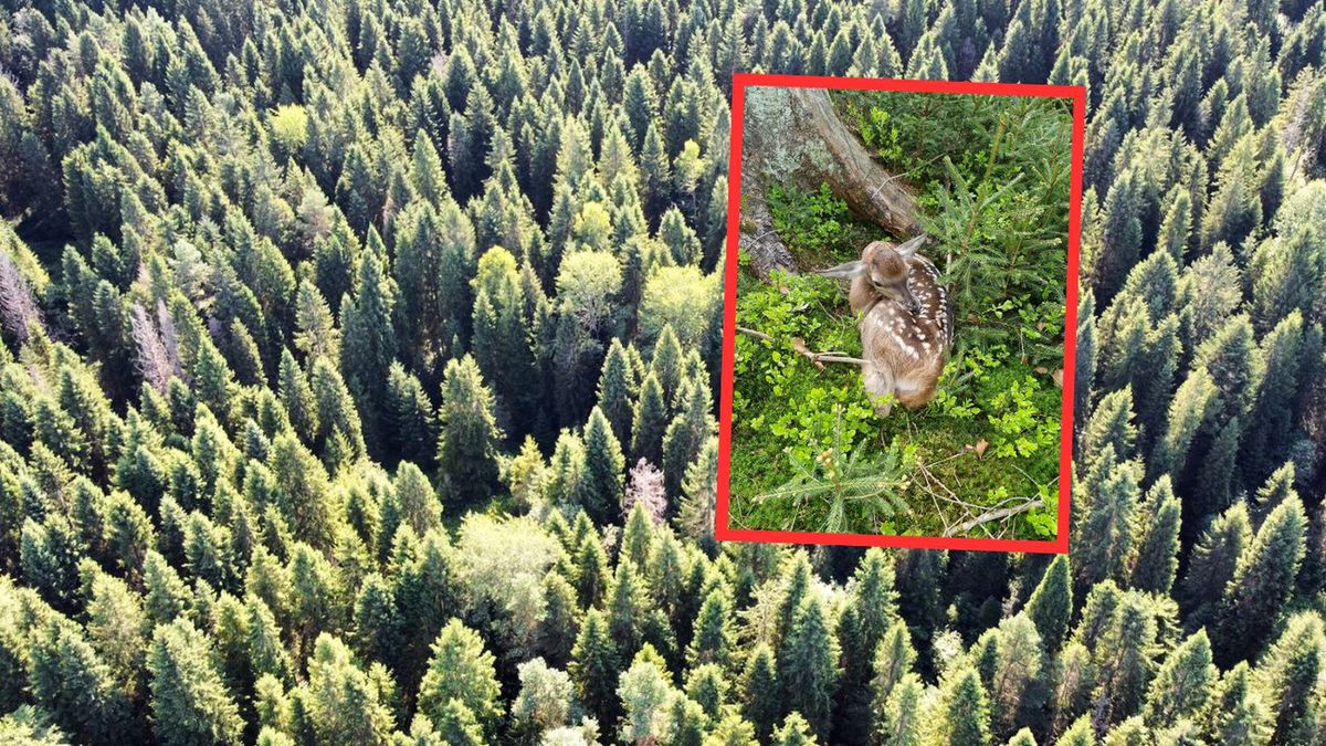 Nowonarodzona łania w Beskidach. Leśnicy apelują: 