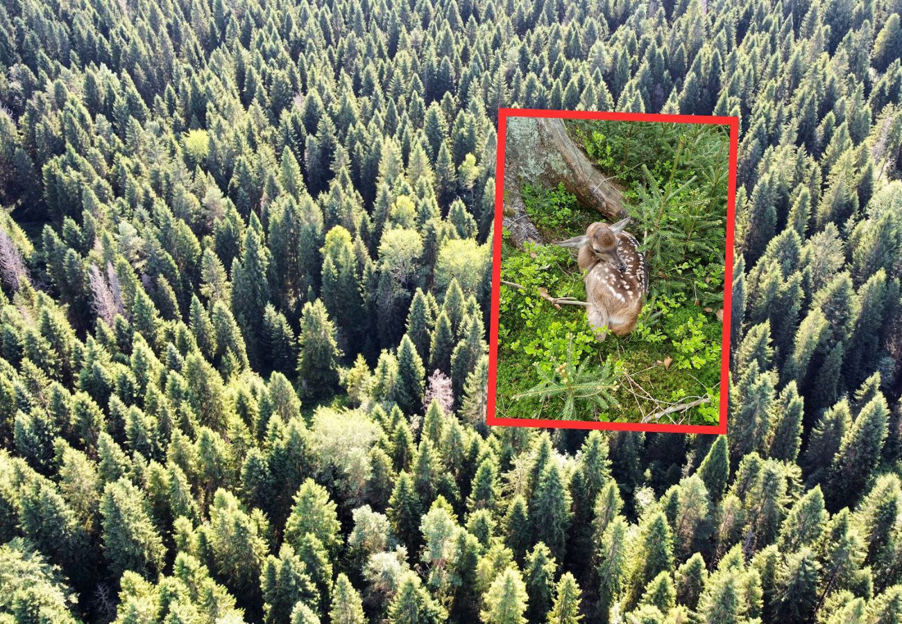 Nowonarodzona łania w Beskidach. Leśnicy apelują: 