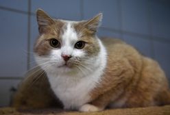 Koty z punktu Ochota na Kota muszą wrócić do schroniska. Wszystkie są chore