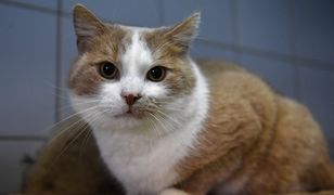 Koty z punktu Ochota na Kota muszą wrócić do schroniska. Wszystkie są chore