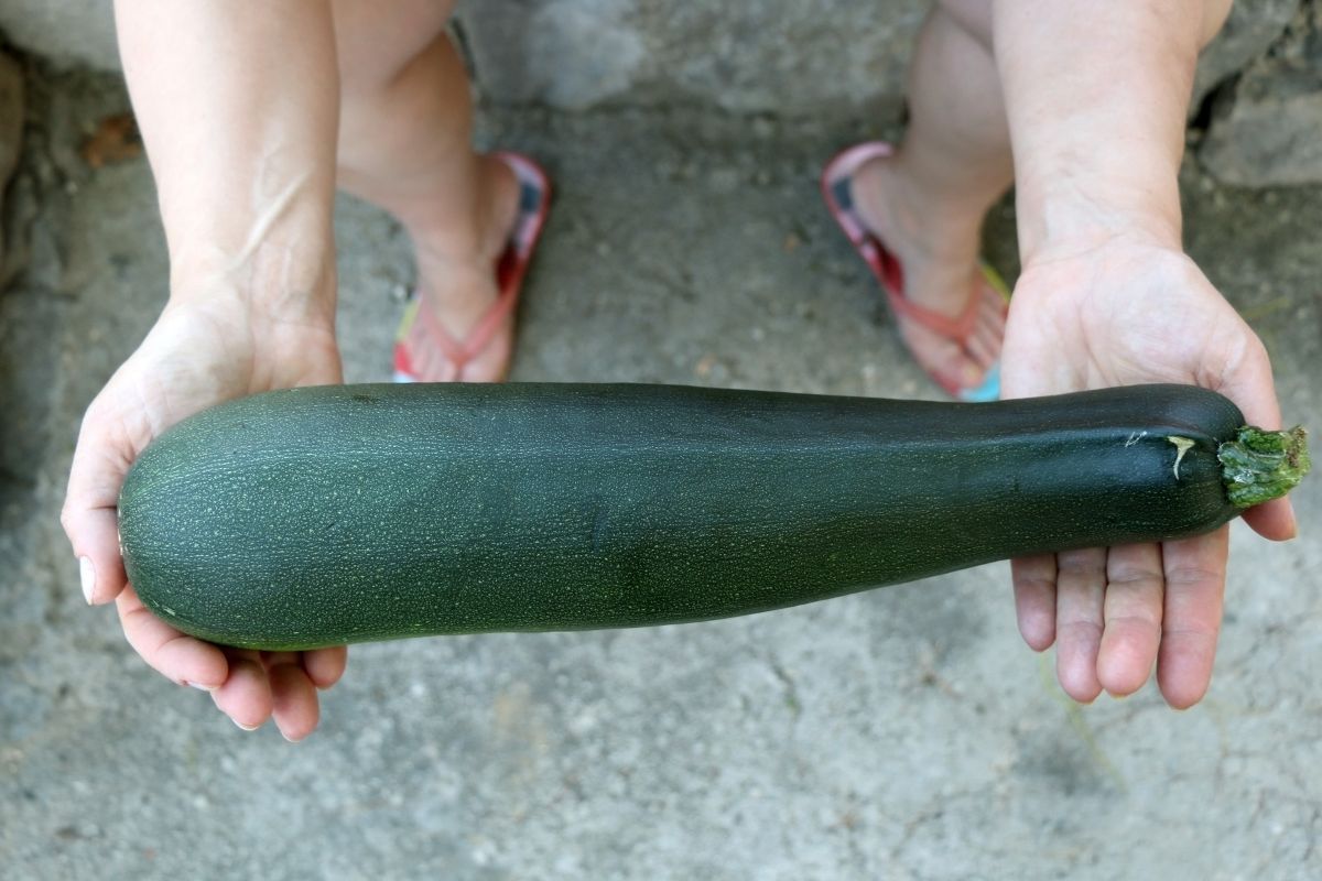Cukinia