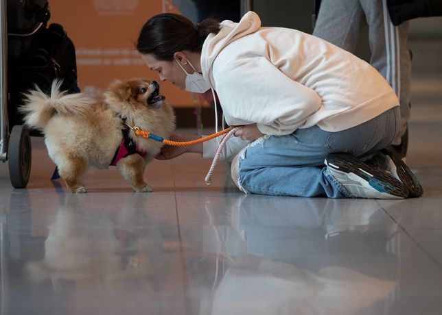 Roberta Pavei Gibson wita się z psem Choo Choo. Przyleciała z Londynu do Bostonu