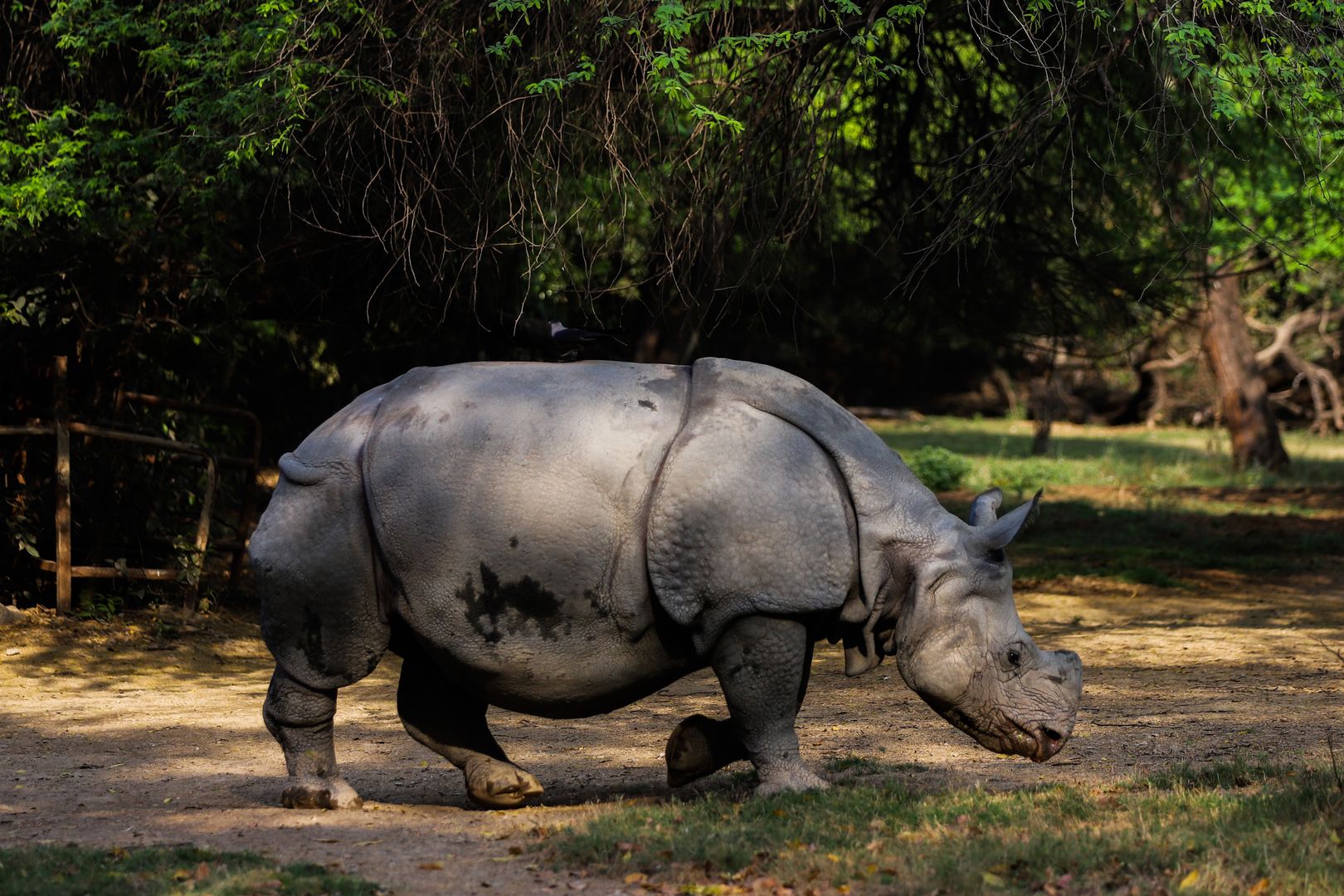 Tragedia w zoo. Nosorożec zabił kobietę