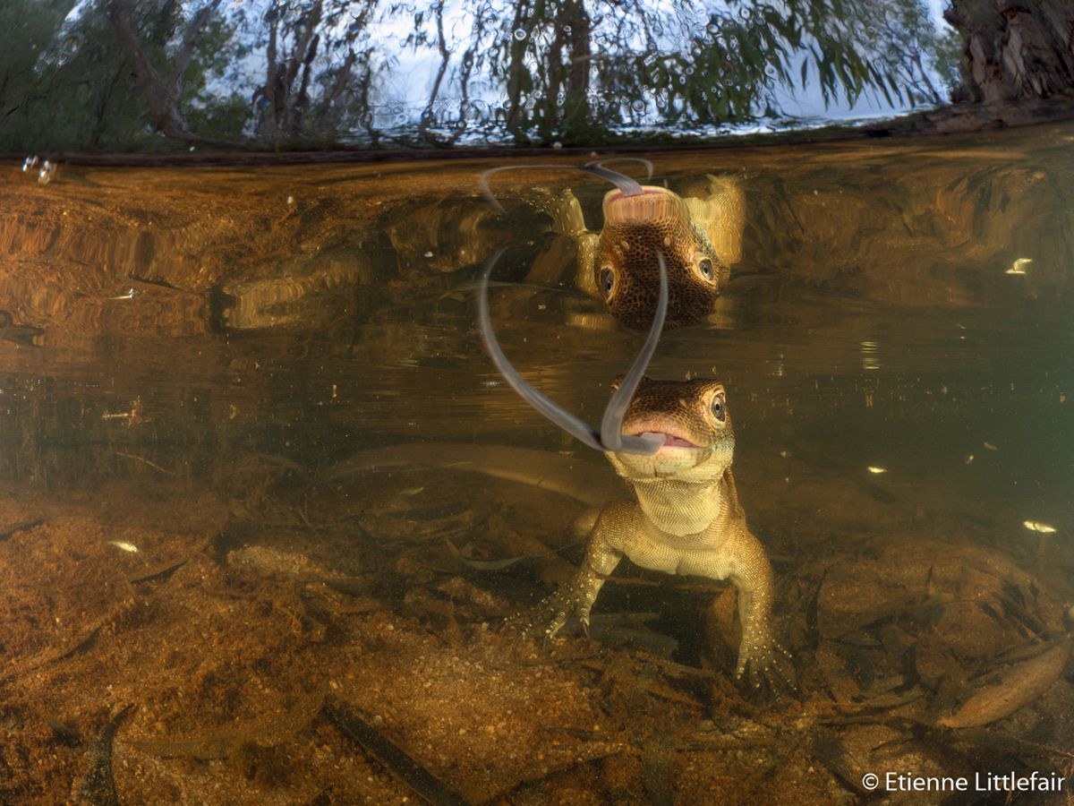 Znamy zwycięzców Australian Geographic Nature Photographer of the Year 2019 9