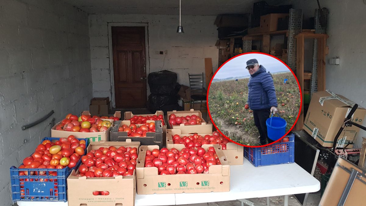 Sam proboszcz parafii zbierał pomidory.