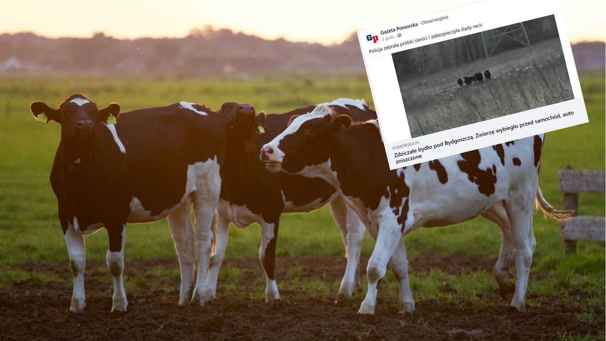 Dzikie krowy staranowały samochód