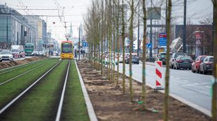 Warszawa: Rozpoczęło się sadzenie drzew na Marszałkowskiej. Wzdłuż torowiska tramwajowego stanie w sumie 115 drzew