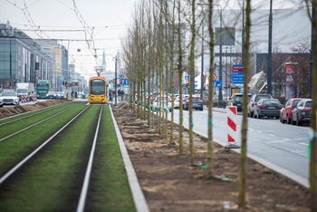 Warszawa: Rozpoczęło się sadzenie drzew na Marszałkowskiej. Wzdłuż torowiska tramwajowego stanie w sumie 115 drzew