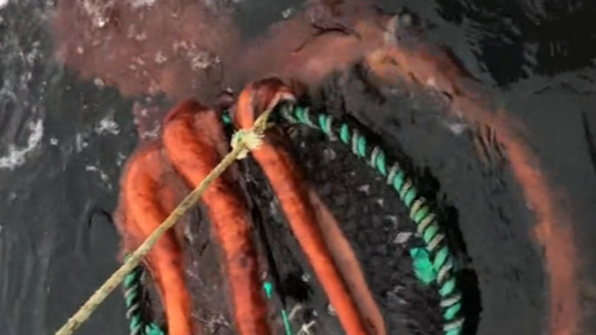 Ośmiornica miała imponujące rozmiary