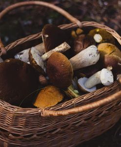 Znaleźliście robaki w suszonych grzybach? Zobaczcie, jak temu zapobiec na przyszłość