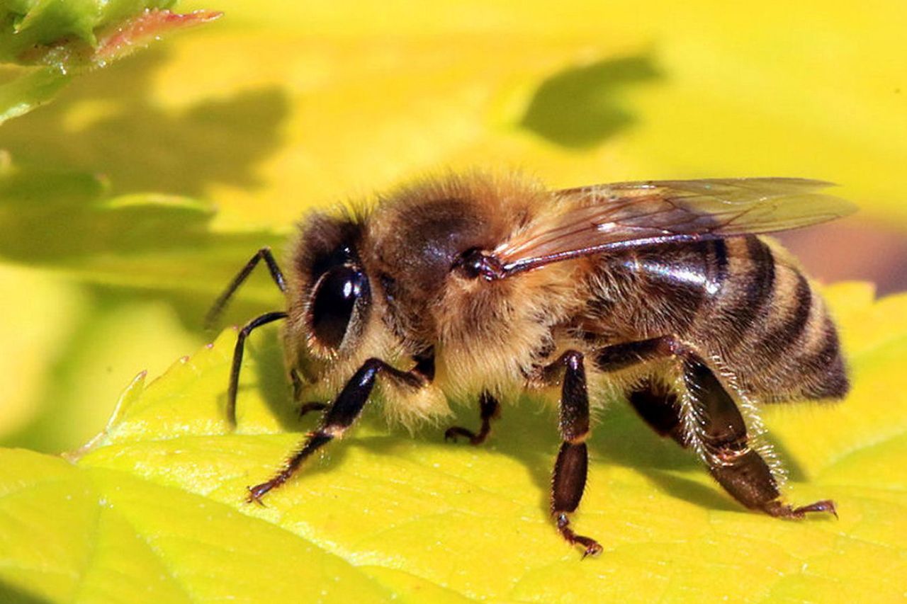 Kiedy i gdzie pojawiły się pierwsze pszczoły? Odpowiedź może zaskakiwać