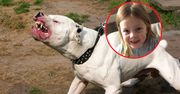 Buldog zaatakował 4-latkę w Anglii. Matka rzuciła się na ratunek