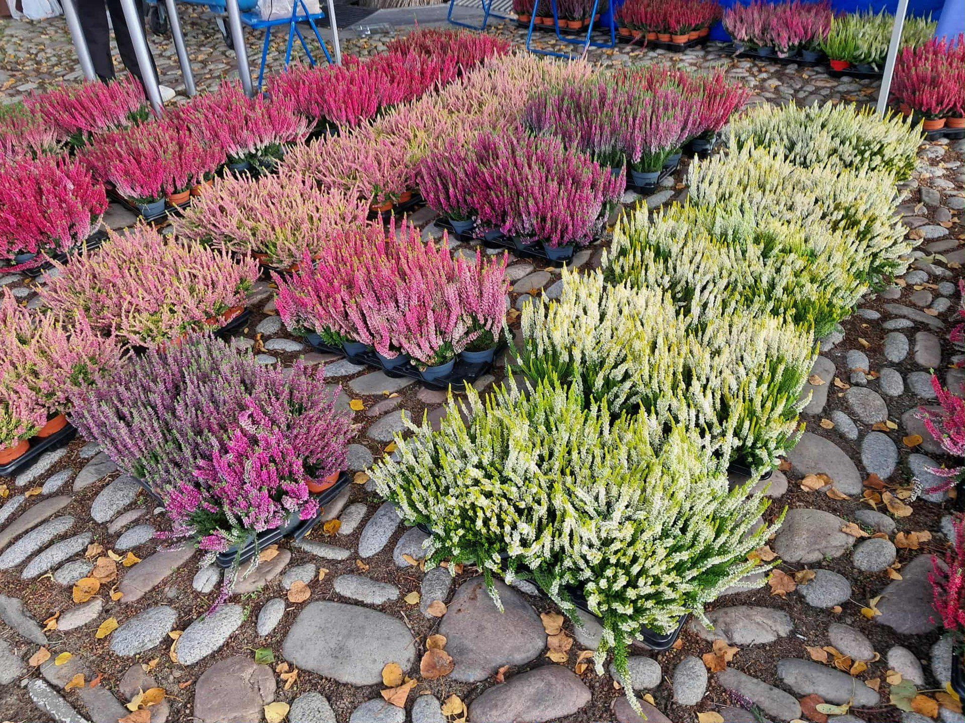 Akcja &#34;wrzos za surowce wtórne&#34; w Starym Sączu