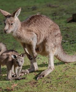 Nie żyje 11 kangurów z opolskiego zoo. "Coś bardzo niepokojącego"