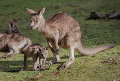 Nie żyje 11 kangurów z opolskiego zoo. "Coś bardzo niepokojącego"