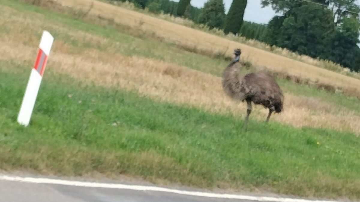Emu uciekł z gospodarstwa w Ludwikowie