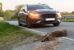 Zabrał martwe zwierzę do domu. Może zostać skazany za kradzież