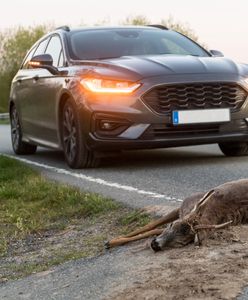 Zabrał martwe zwierzę do domu. Może zostać skazany za kradzież