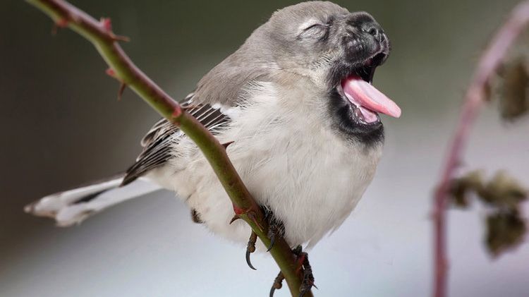 Fotograficzna genetyka, czyli łączenie zwierząt w projekcie "Hybrid Animals" 1