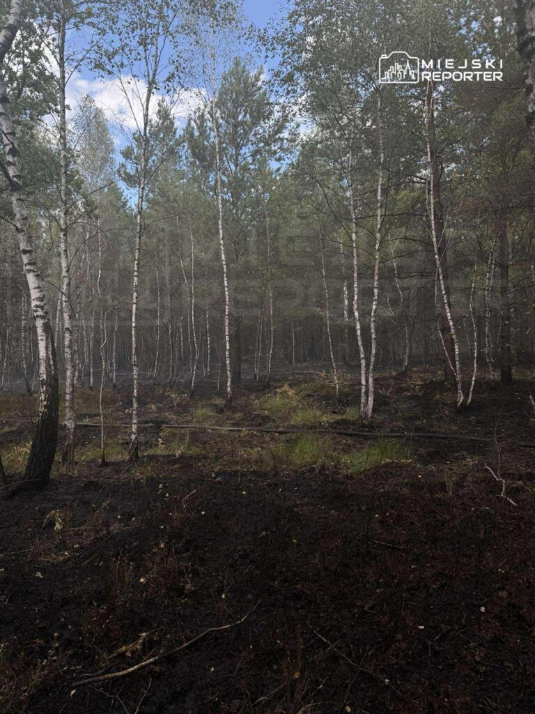Pola spalonego lasu z białymi brzozami, otoczone dymem i szarością, w tle niebo z chmurami.