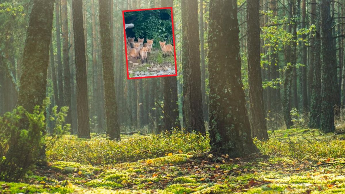 Leśnik uchwycił 6 niedolisków na nagraniu 